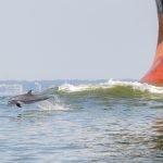 galveston bay bottlenose dolphin bowriding on a ship in the houston ship channel