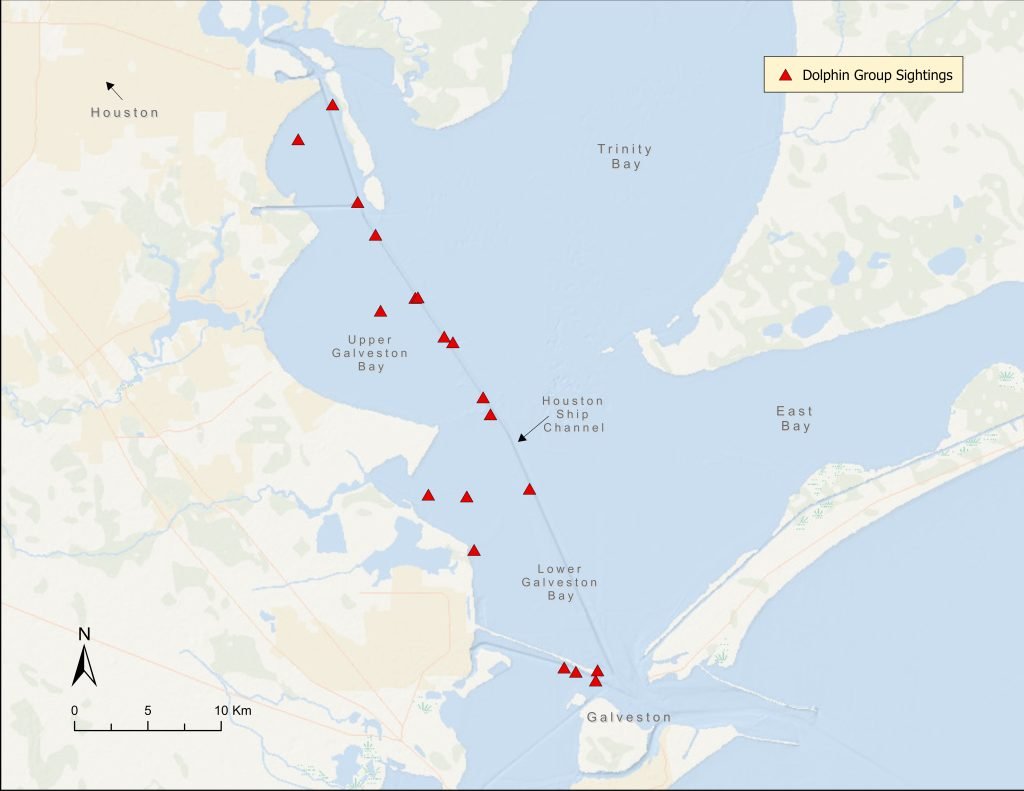 2024 quarter 2 sightings of bottlenose dolphins in galveston bay texas